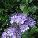 Phacelia tanacaetifolia